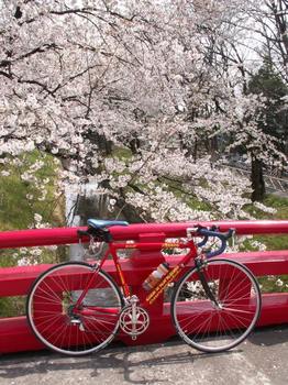 桜と自転車.jpg